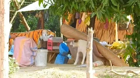 Animal Funny Video | Tamil vgatsapp Status | Tsartun Vgats app Status | Tamil Comedy Status