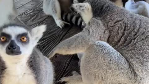 lemurs