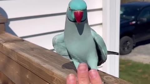 Parrot Waving Hello While Free flying Outside