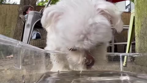 Tiny Dog Drinks From Extremely Large Water Bowl