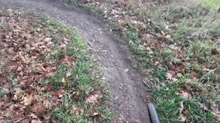 Michigan MTB - Berrien Springs trail