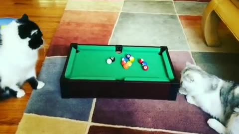 Funny cat playing 8pool game