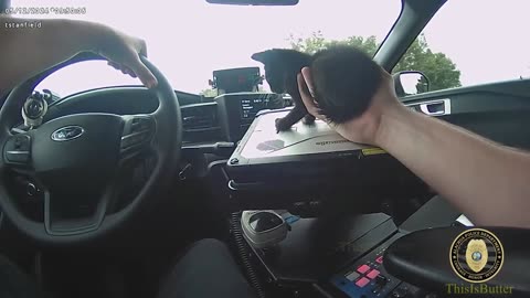 Bodycam shows Alachua Police officer saving kitten stuck in the middle of U.S. Highway 441