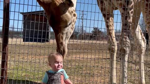 Curious Giraffe Gives Kiddo Kisses