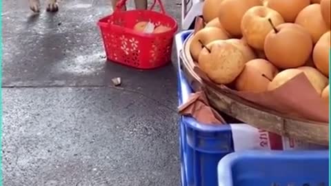 Service doggo makes a trip to the local market