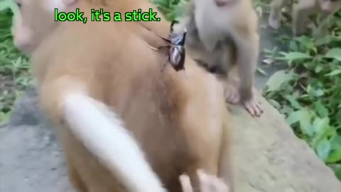 Funny 🤣🤣 monkey vs beetle