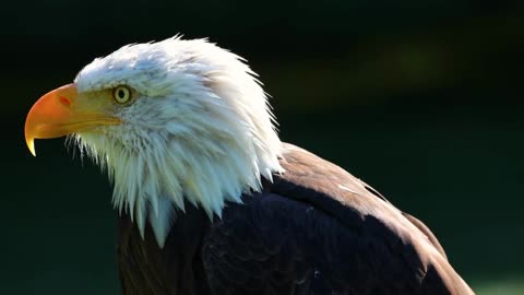 The Eagle Flying Above Mountains