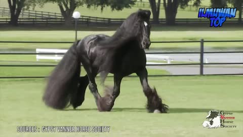 rare and unique horses