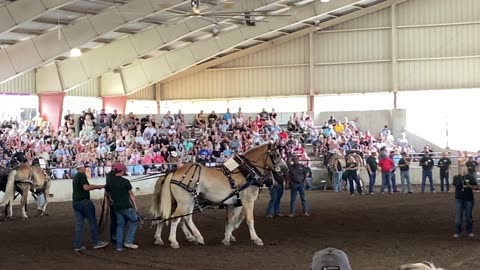 Team #2 in the lightweight draft horse pulling