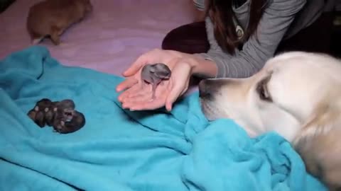 Golden Retriever and Baby Bunnies 3 days old [CUTENESS OVERLOAD]