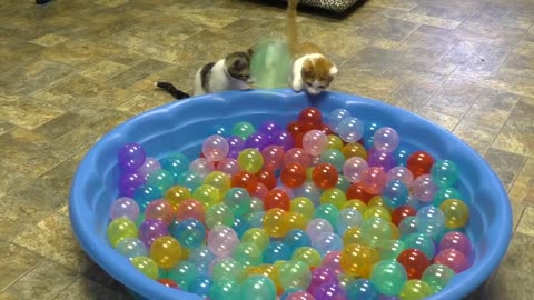 Cute Kittens Play in Ball Pit