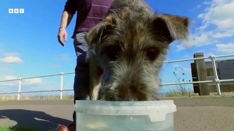 Puppy's First Trip to the Seaside _ Wonderful World of Puppies _ BBC Earth