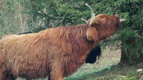 footage of bison eating together