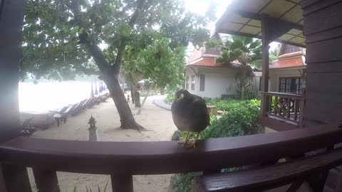 A bird perched on the beach house balcony