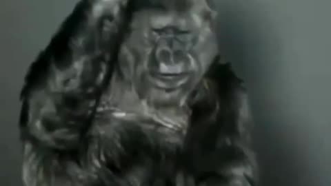 Koko last message to humanity