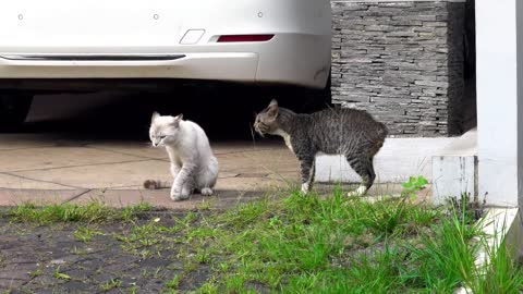 DEUX ChATS SE DiSPUTENT DANS LA RUE