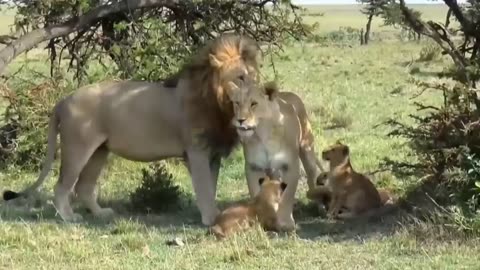 Funniest and Cutest Lion and Tiger Cubs Moments