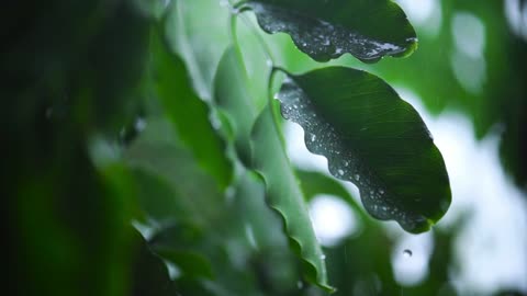 close shot of the leaves