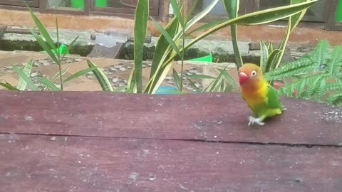 funny love bird