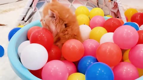 Kittens playing with balls and meowing ask for food - So cute baby cats