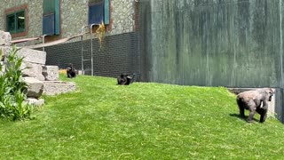 Silly Gorilla Rolls Down Hill