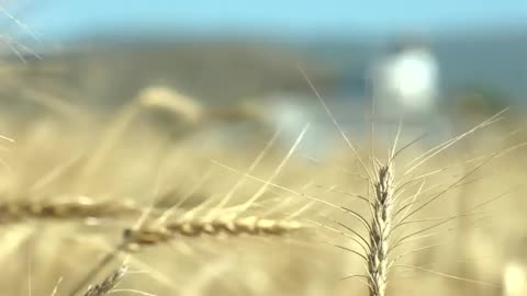 Trigo geneticamente modificado aprovado no Brasil! Adeus pão nosso