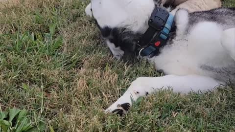 Camillia the Camel and Sitka the Husky Play Bite Each Other