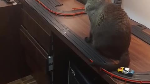 Slot Car Cat