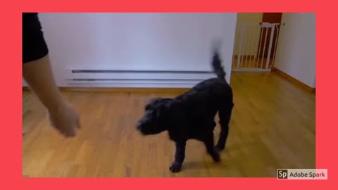 Dog trening video