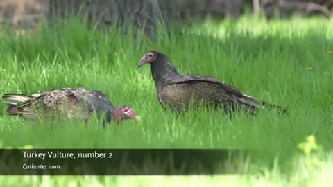 20240424 turkey vultures and friend south meadows yt