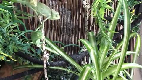 Hand Feeding Baby Chameleons: Everybody Gets a Worm!