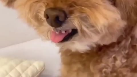 Cute and funny puppy shorts video