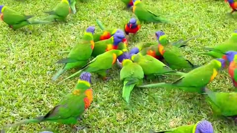 Beautiful Plum Head Parakeet Parrot enjoying