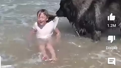 Amazing dog rescues little Girl from ocean funny vedio