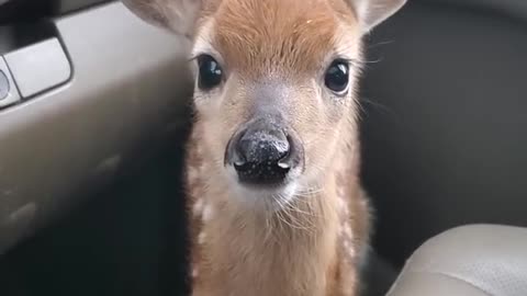 Fawn Bleats After Being Rescued -- ViralChallenge