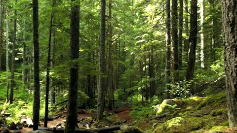 Stunning aerial photography inside a forest