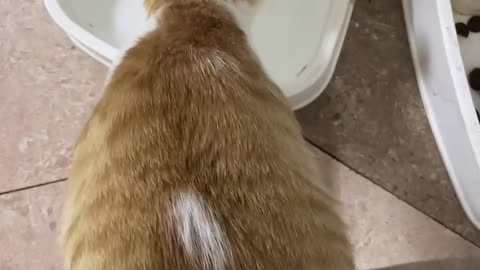 fat&cut cat 💗💗Cute Pets And Funny Animals Compilation 💗 cute animals