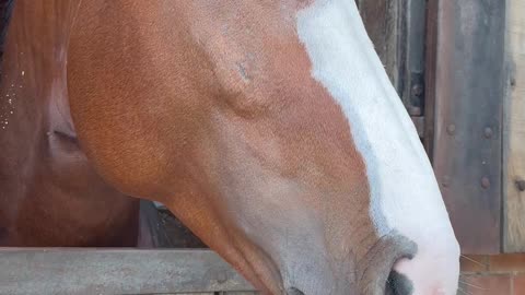 Horse Does a Big Yawn