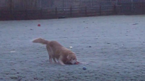 Golden Retriever Happy Life