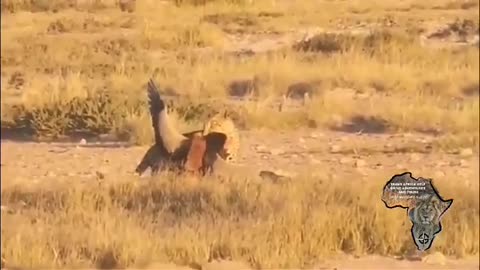 Leopard Catches Bateleur in Mid-Air 🐆🦅