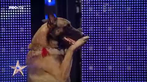 DOG GOT TALENT👉👉https://uii.io/4y0qjR