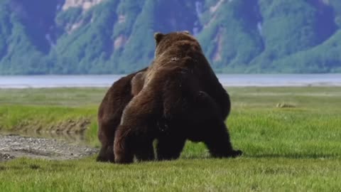 Fight between two ferocious bears.