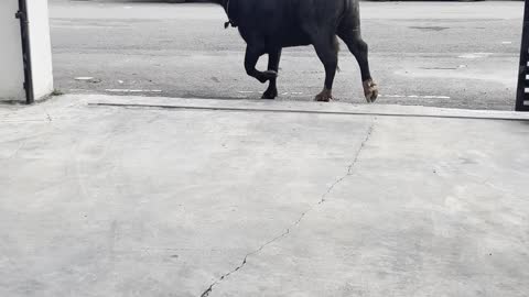 Buffalo Trashes Car and Trots Off