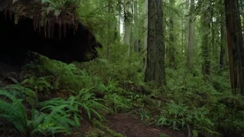 Beautiful Green Forest View with Background Calm Music