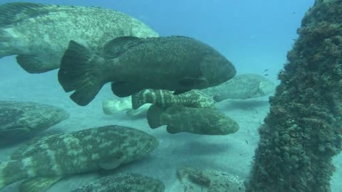 Goliath Groupers Jupiter Florida USA