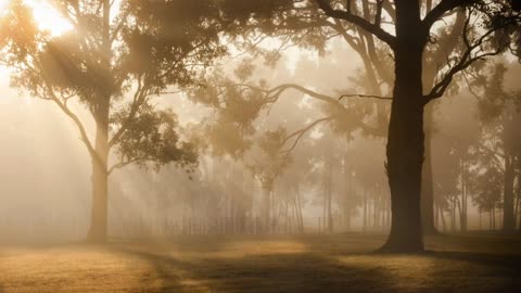 The Sun shine through the forest in sun rise