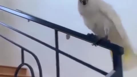 Parrot slidding in perfectly