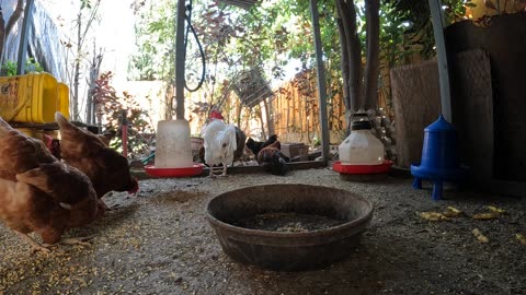 Backyard Chickens Fun Relaxing Video Chickens Eating Pecking Scratching!