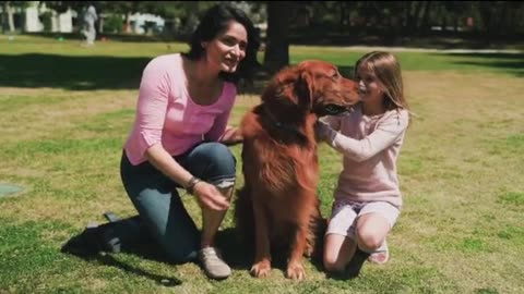 Dog Fan Of Tennis Balls Gets To Chase Them To His Heart's Content