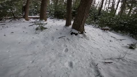 Bear Tracks